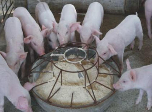 飼喂顆粒料的優(yōu)勢體現(xiàn)在哪些方面呢？